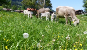 Kälber mit Mamas