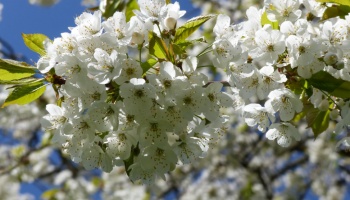 Kirschblüten