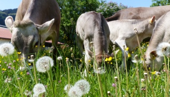 Nasen ins frische Gras