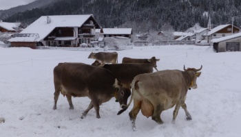 Vergnügen im Schnee