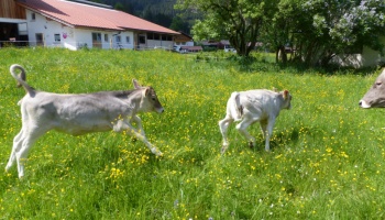 Wettrennen auf der Weide